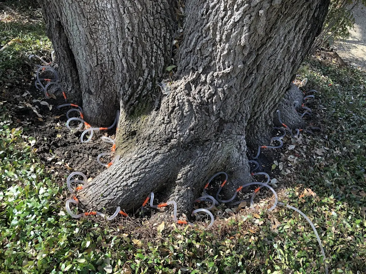 Detailed Tree Cabling and Bracing job site in Nanuet