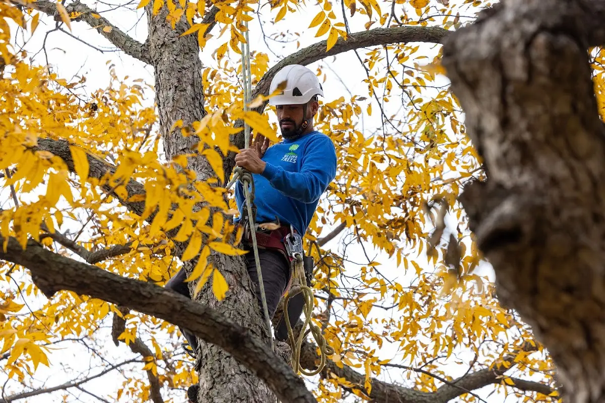 Skilled Tree Planing crew working in Nanuet